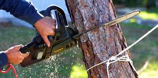 Best Tree Removal  in Byers, CO