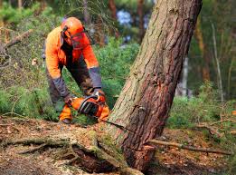 Best Lawn Watering Services  in Byers, CO