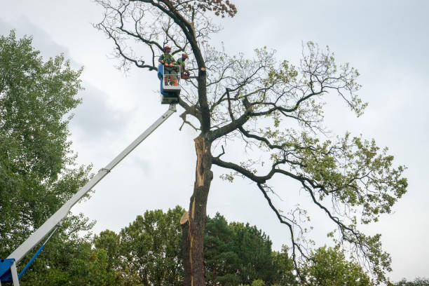 Best Palm Tree Trimming  in Byers, CO