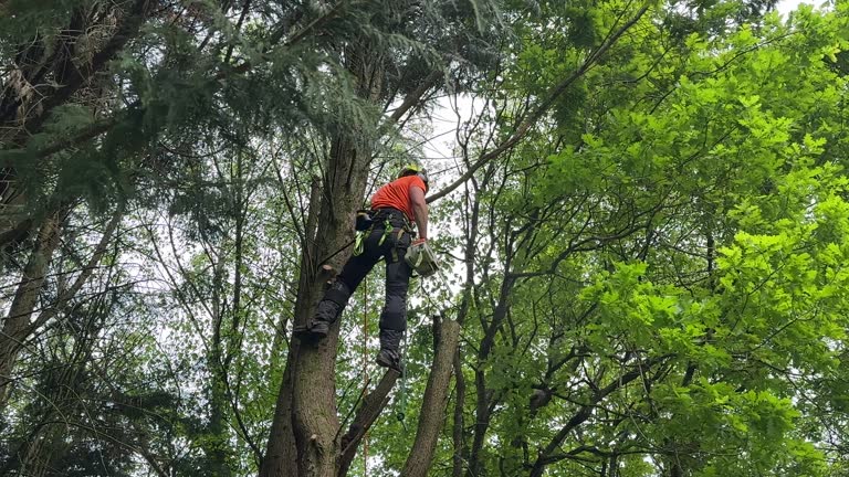 Reliable Byers, CO Tree Removal Solutions