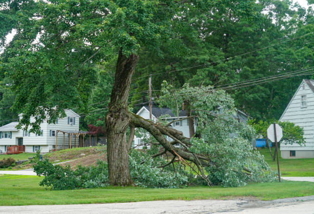 Best Root Management and Removal  in Byers, CO