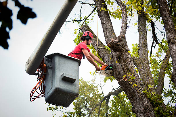 Best Fruit Tree Pruning  in Byers, CO