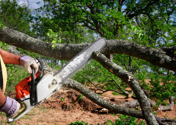 Best Utility Line Clearance  in Byers, CO