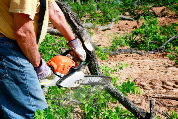 Best Tree and Shrub Care  in Byers, CO